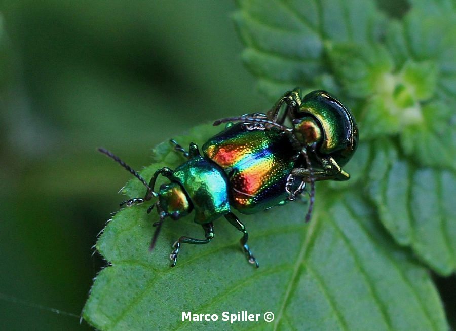 Chrysolina fastuosa - foto e video